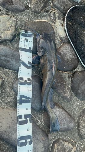 アメリカナマズの釣果