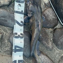 アメリカナマズ