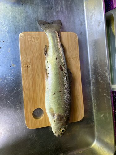 釣果