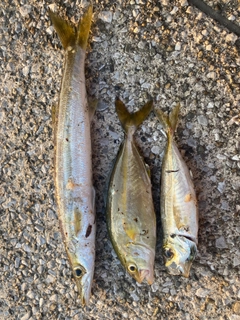 ショゴの釣果