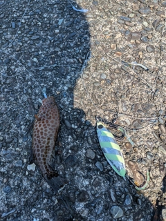 オオモンハタの釣果