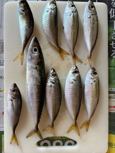 釣果