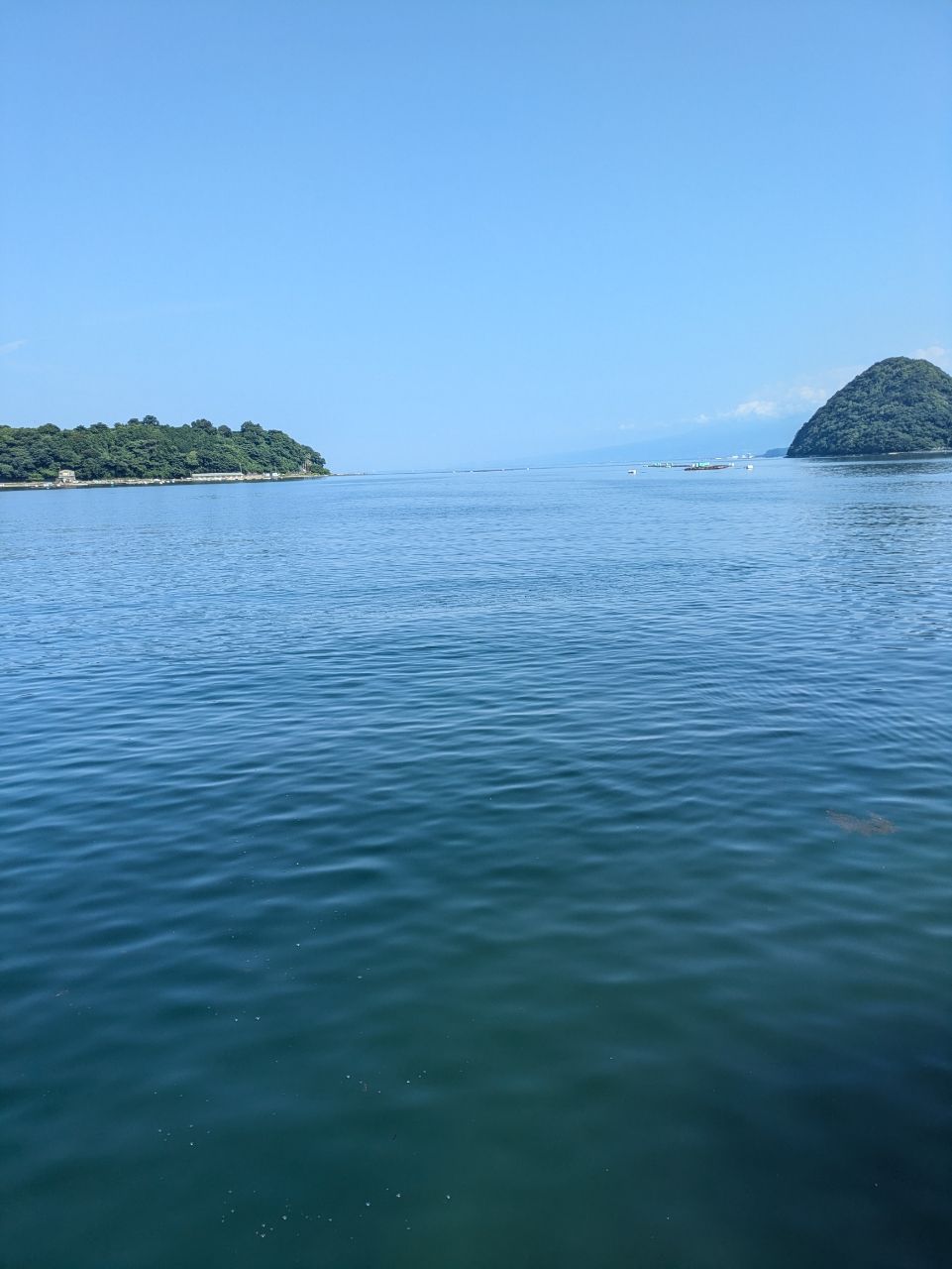 オオモンハタ