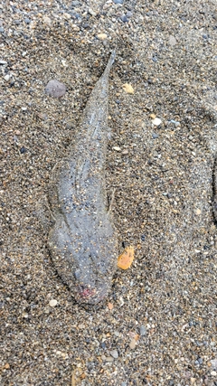 コチの釣果
