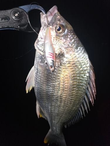 キビレの釣果