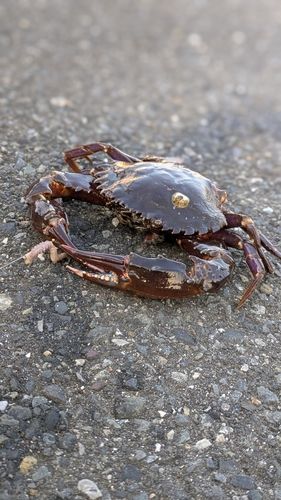 カニの釣果