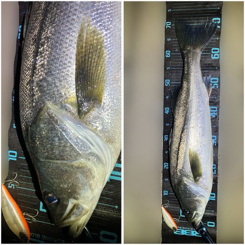 シーバスの釣果