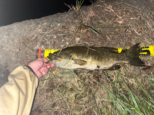 スモールマウスバスの釣果