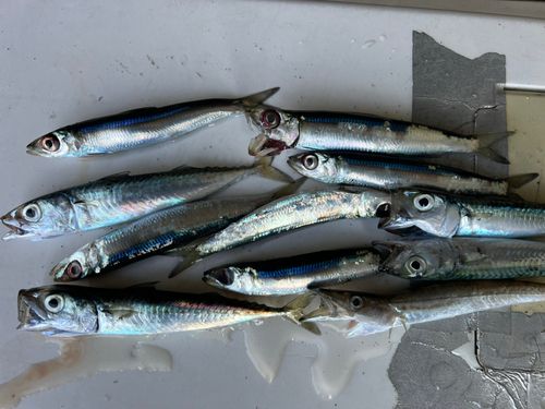 イワシの釣果