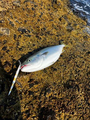 イナダの釣果