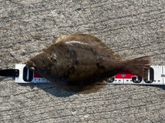 マコガレイの釣果