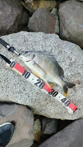 キビレの釣果