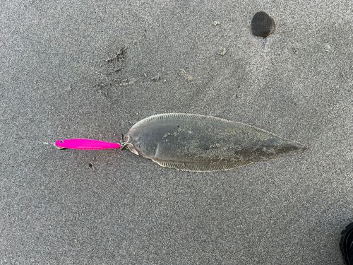 シタビラメの釣果
