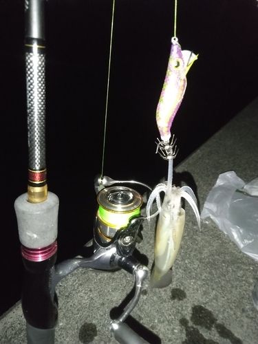 スルメイカの釣果