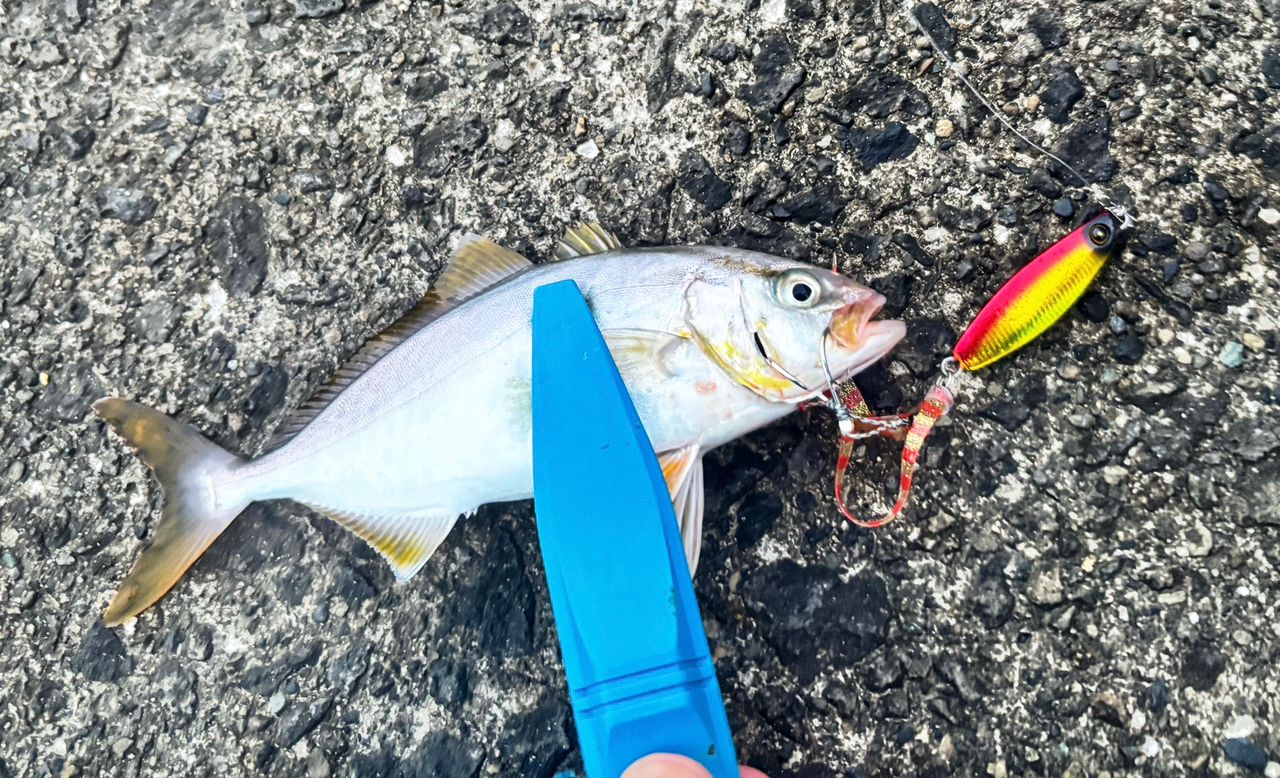 ヒレナガカンパチ