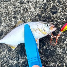 ヒレナガカンパチ