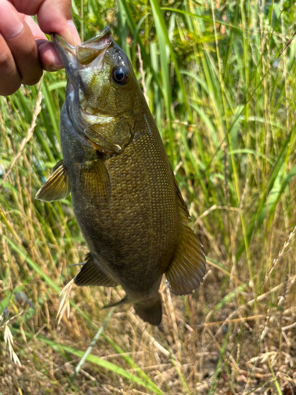 スモールマウスバス