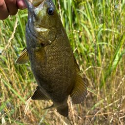 スモールマウスバス