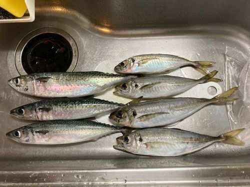 アジの釣果