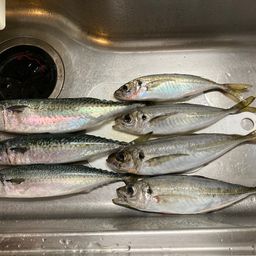 アジ