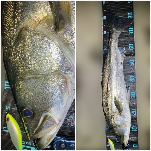 シーバスの釣果