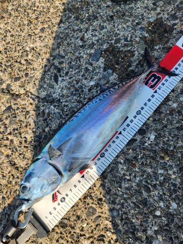 ヒラソウダの釣果