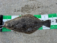 ヒラメの釣果
