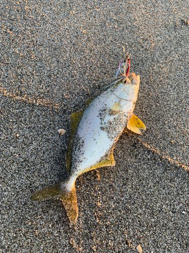 ショゴの釣果