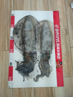 ミズイカの釣果