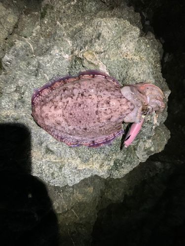 コウイカの釣果