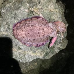 コウイカ