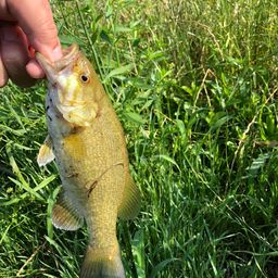 スモールマウスバス