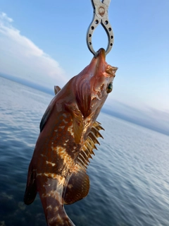 キジハタの釣果