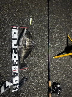 クロダイの釣果