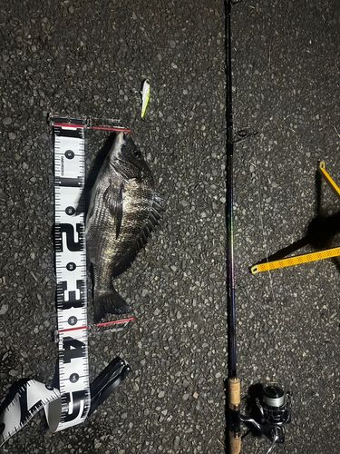 クロダイの釣果