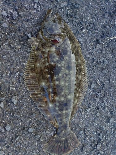 ヒラメの釣果