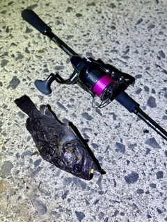 クロソイの釣果