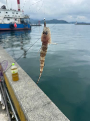 キスの釣果