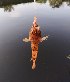 ウロハゼの釣果