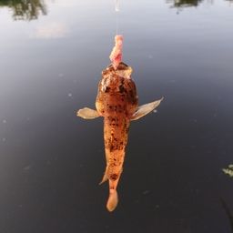 ウロハゼ
