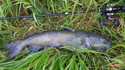 スモールマウスバス