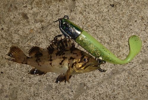 釣果