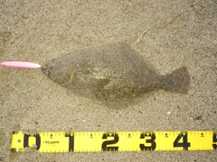 ヒラメの釣果