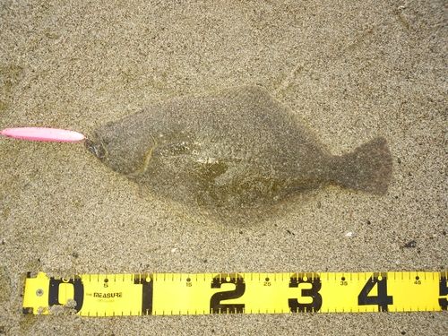 ヒラメの釣果