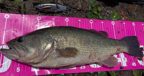 ブラックバスの釣果