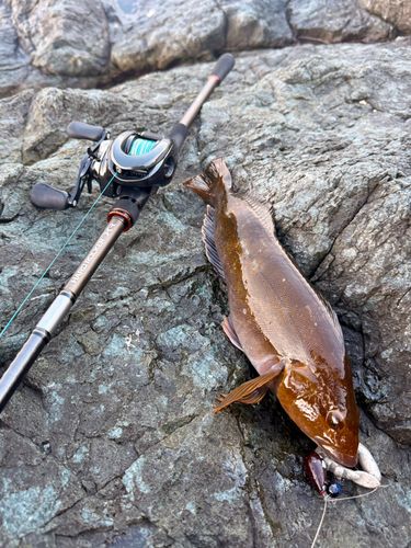 アイナメの釣果