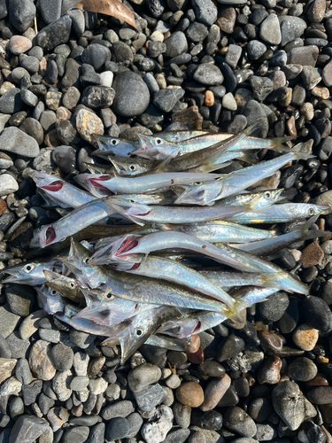 カマスの釣果