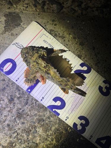イヌカサゴの釣果