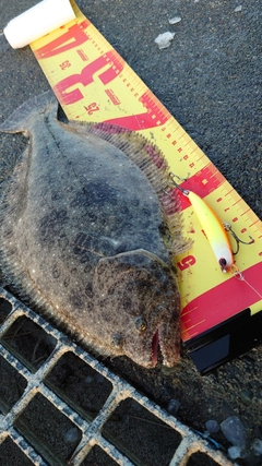 ソゲの釣果