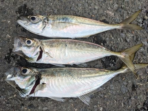 アジの釣果